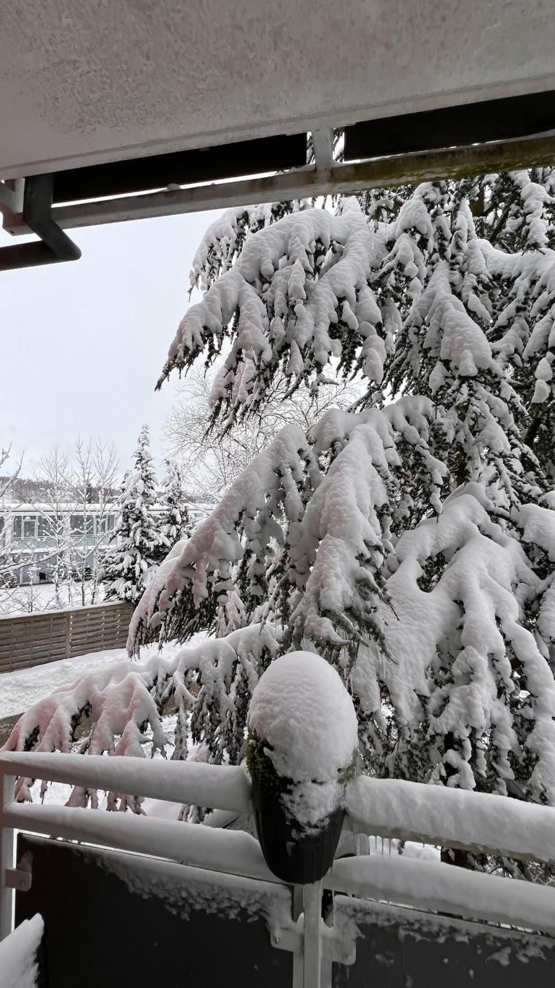 Harz-Rose Apartment Braunlage Bagian luar foto